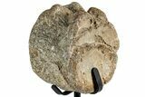 Fossil Mosasaur Vertebra w/ Metal Stand - Texas #316047-1